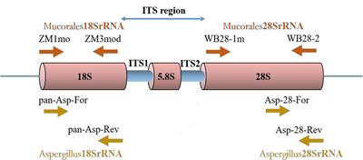 Detection and identification of Mucorales and Aspergillus in paraffin-embedded samples by real-time quantitative PCR